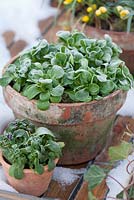Valerianella locusta and Viola cornuta frozen in clay pots 
