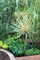 Cordyline australis 'Torbay Dazzler' underplanted with blue Salvia and Sedum, Ficus tree in background