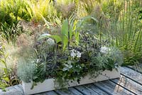 Black and white planted container with Bronze Fennel, Geranium, Viola, Helichrysum and Sambucus nigra