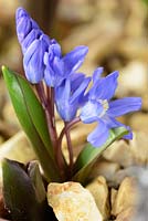Chionodoxa sardensis AGM. Lesser glory of the snow. Flower and flower buds