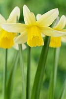 Narcissus 'Jack Snipe' AGM - Daffodil Div 6 Cyclamineus 