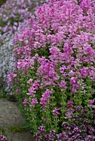 Salvia horminum 'Pink Sunday' - Clary Sage