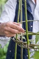 Weaving the willow branches through the arch to strengthen the structure and form a lower ring