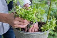 Underplanting Lophospermum 'Wine Red' Lofus series with Lobelia erinus 'Trailing Red' Cascade series and Lobelia erinus 'Trailing Mixed' Cascade series