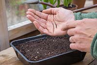 Sowing Nicotiana langsdorffii seeds into tray