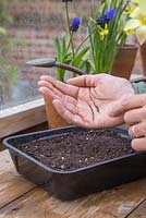 Sowing Nicotiana langsdorffii seeds into tray