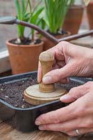Compressing Nicotiana langsdorffii seeds into compost using a tamper