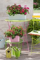 Lantana Bandana 'Cherry Improved' and Pelargonium Caliente 'Rose' in planters on tables