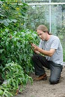 Ben isolates Pepper Paradise flowers using a small stocking