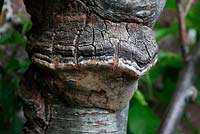 Plum Heart Rot Phellinus - pomaceus fungus, fruiting body growing on Greengage tree trunk