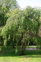 Betula Pendula - Silver Birch tree in spring