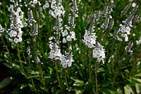 Veronica gentianoides 'Tissington White' plant in flower
