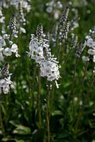 Veronica gentianoides 'Tissington White' close up of flower