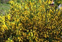 Cytisus scoparius - shrub in flower