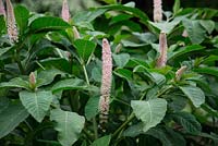 Phytolacca sp in flower