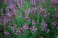 Salvia officinalis 