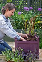 Woman planting Pennisetum glaucum 'Purple Majesty' F1 Hybrid into purple container