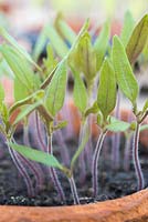 Growth development of Tomato 'Chocolate Cherry' - Lycopersicon lycopersicum seedlings