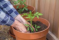 Potting on Tomato 'Chocolate Cherry' - Lycopersicon lycopersicum plant