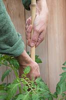 Adding garden cane to support Tomato 'Chocolate Cherry' - Lycopersicon lycopersicum