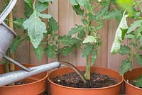 Watering Tomato 'Chocolate Cherry' - Lycopersicon lycopersicum with Tomato feed
