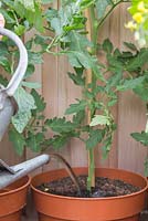 Watering Tomato 'Chocolate Cherry' - Lycopersicon lycopersicum with Tomato feed