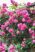 Rosa 'Super Excelsa' on wall