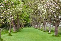 Avenue of apple trees in blossom - Helmingham Hall, Suffolk
