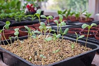 Growth development of Zinnia elegans 'Purple Prince' seedlings