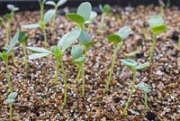 Growth development of Zinnia elegans 'Envy' seedlings