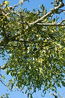 Viscum album - Mistletoe, growing on an old apple