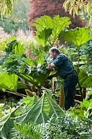 Chris Lambert cutting back Gunnera tinctoria and using the leathery leaves to cover the crowns to protect them from the frost.  