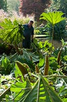 Chris Lambert cutting back Gunnera tinctoria and using the leathery leaves to cover the crowns to protect them from the frost. 

