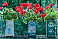 Olive oil tins planted with red geraniums - Zonal Pelargonium