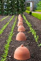 A row of terracotta forcing pots ready to place over some of the Endive sold-ta, to the left of pots are rows of Beetroot Burpers Golden Globe and Beetroot Albina Vereduna.