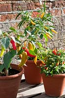 Pots of Chillies: Hungarian Hot Wax - red and orangish, Yellow Chillies 'Kristian' and 'Fireworks' Chillies