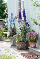 Containers planted with Delphinium elatum 'Merlin', 'Opal', Salvia nemorosa 'Amethyst', Brachyscome, Silene armeria and Lobularia 'Snow Princess'