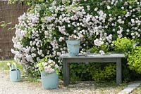 Bed with Rosa 'Pauls Himalayan Musk', Alchemilla, bucket of tools and freshly cut flowers
