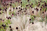 Echinacea purpurea with Stipa tenuissima. Hauser and Wirth, Bruton, Somerset. Planting design by Piet Oudolf.