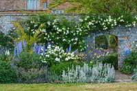 Border beside the walled garden with delphiniums, phlomis russeliana and stachys byzantina. Broughton Castle, Oxfordshire

