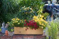 Wooden box planted with Osteospermum 'Banana Symphony', Capsicum and Nemesia Sunsatia  'Raspberry' 