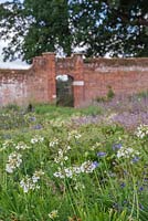 View from Agapanthus rows to a gate within the cutting garden