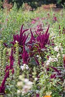 Amaranthus flowers nested within the rows