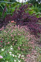 Border consisting of Eschscholzia californica 'Peach Sorbet', Salvia microphylla 'Ribambelle' and Atriplex hortensis var. rubra