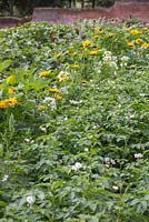 Rows of Potatoes growing beside Helianthus annuus 'Vincent's Choice'