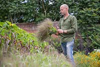 Patrick Cadman counting his bundle of freshly cut Panicum elegans 'Frosted Explosion'