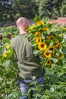 Patrick Cadman carrying a bunch of Helianthus annuus 'Vincent's Choice' over shoulder
