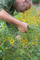 Patrick Cadman cutting a bunch of Coreopsis tinctoria 'Quills and Thrills'