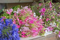 Creating flower bunches for a farmers market. Bundles of Cleome hassleriana 'Rose Queen', Agapanthus and Nicotiana