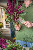 Creating flower bunches for a farmers market. Removing all the lower foliage from Amaranthus flowers